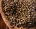Top-Rated Wholesale Coffee Suppliers Indonesia - Quality Beans Await!